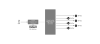 2_8e7c1203-bfdd-11dd-b946-001cc002f288.PNG